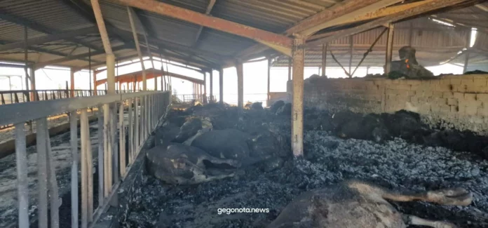 Φωτιά στη Μαγνησία: Απανθρακωμένα ζώα μέσα σε ποιμνιοστάσια στο Σέσκλο – Σκληρές εικόνες