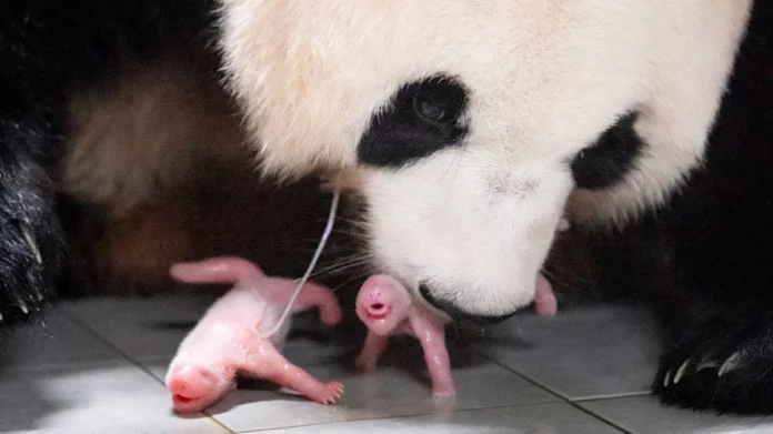 Νότια Κορέα: Πάντα γέννησε δίδυμα σε ζωολογικό κήπο – Δείτε βίντεο