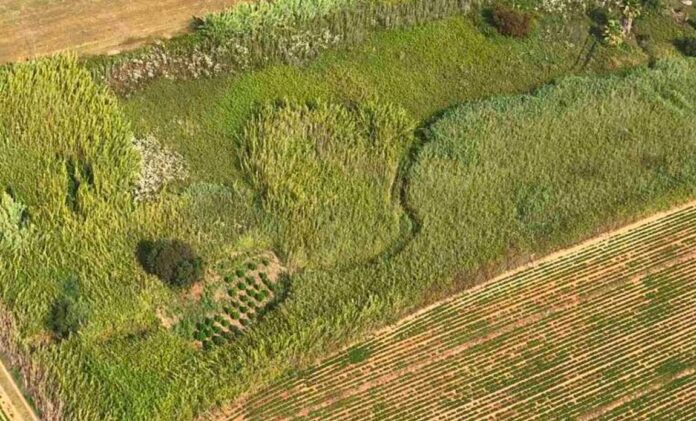 Μεσσήνη: «Η θέα από ψηλά» αποκάλυψε χασισοφυτεία με 51 δενδρύλλια- Συνελήφθησαν πατέρας και γιος-ΦΩΤΟ