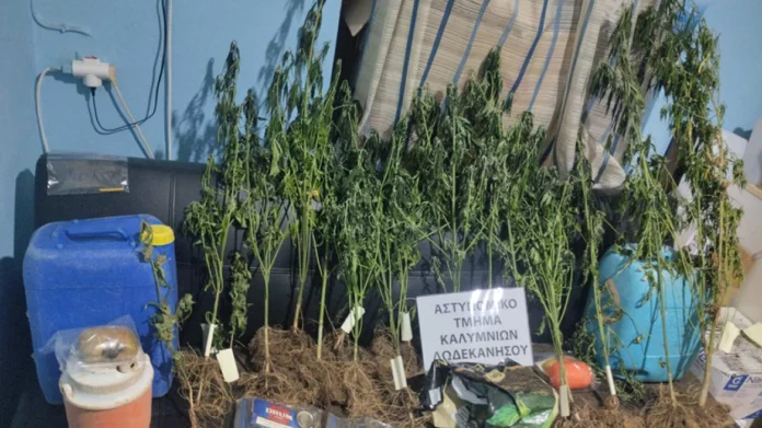 Κάλυμνος: Στο κτήμα καλλιεργούσαν χασισοφυτεία και στο σπίτι είχαν εκρηκτικά