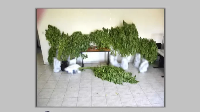 Καρδίτσα: Καλλιεργούσε «θηριώδη» χασισόδεντρα 3 μέτρων στο σπίτι του