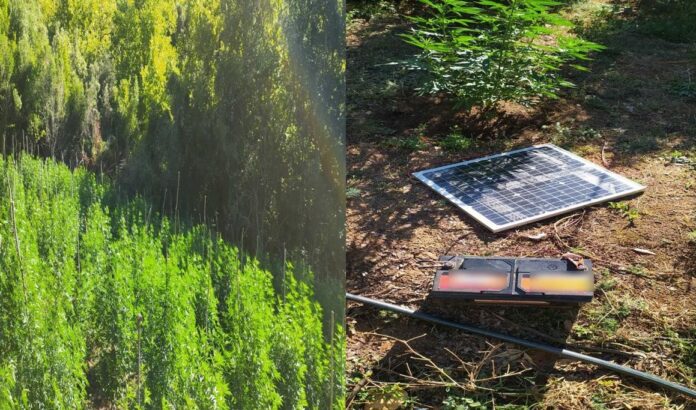 Καβάλα: Είχαν πλήρως οργανωμένη φυτεία κάνναβης σε δύσβατη δασική περιοχή στο Παγγαίο