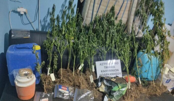 Κάλυμνος: Χειροπέδες σε 2 καλλιεργητές κάνναβης (ΦΩΤΟ)