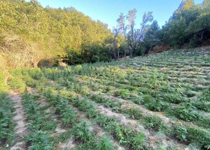 Λάρισα: Εντοπίστηκε χασισοφυτεία με 2.800 δενδρύλλια σε ορεινή περιοχή