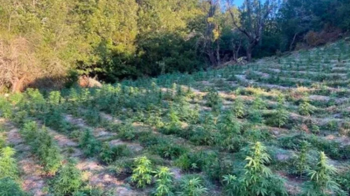 Τέμπη: Αστυνομικοί «ξερίζωσαν» χασισοφυτεία-μαμούθ με 2.808 δενδρύλλια – Δείτε φωτογραφίες