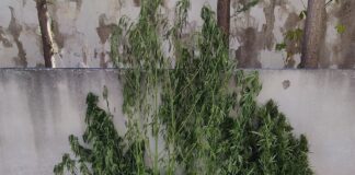 Ημαθία: Χειροπέδες σε 47χρονο και 32χρονο – Τους έπιασαν να καλλιεργούν κάνναβη σε δάσος