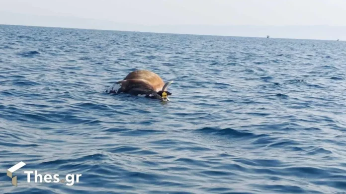 Θεσσαλονίκη: Ψαράδες βρήκαν νεκρή αγελάδα να επιπλέει στον Θερμαϊκό – Δείτε βίντεο