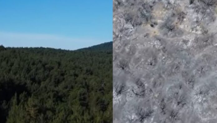 Δάσος της Δαδιάς – Το «πριν» και το εφιαλτικό «μετά» τη φωτιά (VIDEO)