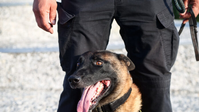 Η «Έβελιν» βρήκε χασισοφυτεία και ποσότητες κάνναβης στην Πρέβεζα