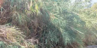 Δυτική Αχαΐα: Σε στάβλο βρέθηκαν κάνναβη αξίας 45.000 ευρώ και χασισόδεντρα ύψους έως… 3 μέτρων