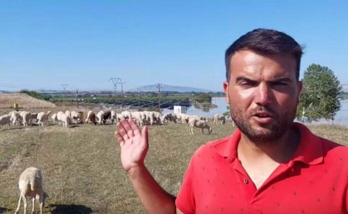 Λάρισα: Σε απόγνωση κτηνοτρόφος που φοβάται ότι τα ζώα του θα πεθάνουν από την πείνα μετά την κακοκαιρία (video)