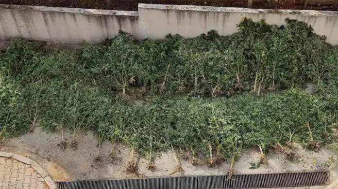 Πέλλα: Ανάμεσα στα καλαμπόκια έκρυβε φυτεία με 66 χασισόδεντρα