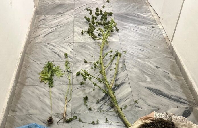 Πέλλα: Έκαναν έλεγχο στο σπίτι του και βρήκαν γλάστρες με 2,5 μέτρα δενδρύλλια κάνναβης