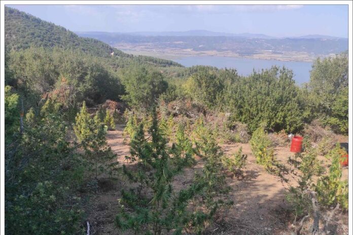 Θεσσαλονίκη: Εντοπίστηκε “μίνι” φυτεία με χασισόδεντρα στα Λουτρά Νέας Απολλωνίας (φωτο)