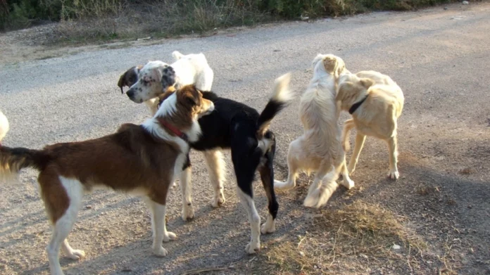 Θεσσαλονίκη: Δύο 90χρονοι καταδικάστηκαν με τριετή αναστολή για τη λειτουργία κολαστηρίου ζώων
