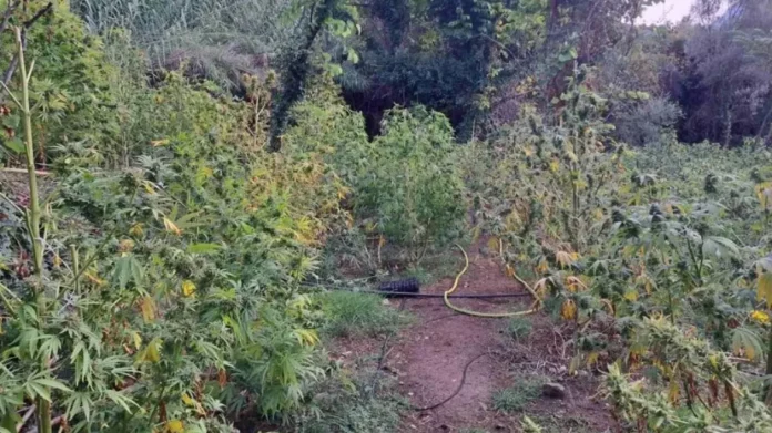 Κρεβάτια και είδη υγιεινής οδηγούν στους χασισοκαλλιεργητές