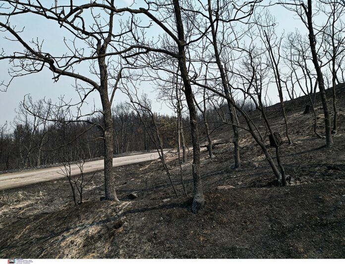ΑΠΘ: Φοιτητές σχεδίασαν τζελ που θα δίνει ζωή σε καμένες εκτάσεις
