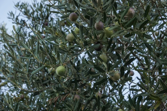 Αχαΐα: Έκλεψαν 10 τόνους ελιές – Τις πήγαν σε ελαιοτριβείο και πούλησαν το λάδι