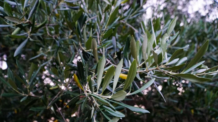 Μεσσηνία: Αγρότης επικήρυξε με 1.000 ευρώ τους κλέφτες που του πήραν 36 τσουβάλια με ελιές