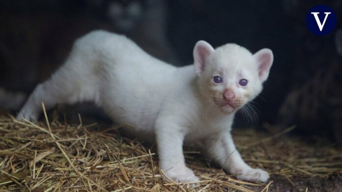 Νικαράγουα: Πούμα γέννησε μωρό αλμπίνο – Εξαιρετικά σπάνια περίπτωση