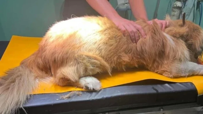 Ζάκυνθος: Πυροβόλησαν και σκότωσαν σκύλο σε αυλή σπιτιού – Αναζητείται ο δράστης