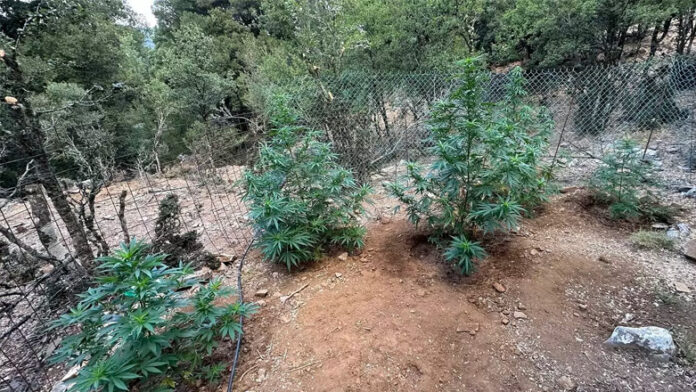 Εξαρθρώθηκε σπείρα που καλλιεργούσε κάνναβη στην Αττική – Κατασχέθηκαν 108 κιλά χασίς