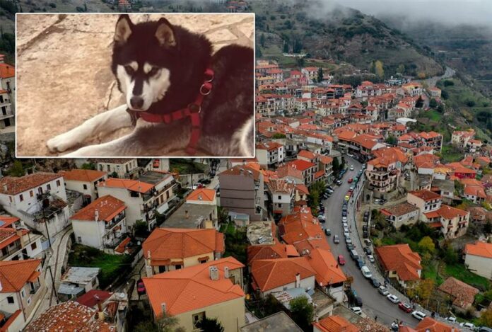 Θρίλερ η υπόθεση κακοποίησης του χάσκι στη Αράχωβα: Αυτόπτης μάρτυρας αναφέρει πως είδε τον Όλιβερ με έναν άνδρα σε μια αποθήκη