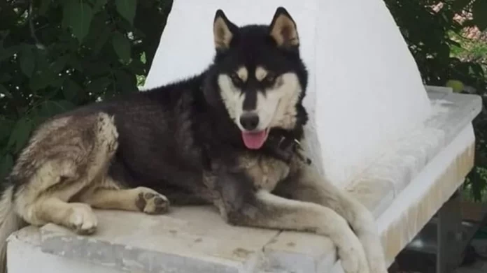 Κακοποίηση χάσκι – Δήμαρχος Αράχωβας: «Μέχρι να βρεθεί ο ένοχος δεν κοιμόμαστε, δεν υπάρχει συγκάλυψη»