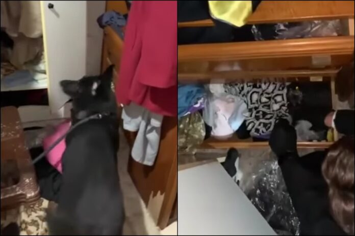 Θεσσαλονίκη: Η στιγμή που αστυνομικός σκύλος εντοπίζει συσκευασία με κοκαΐνη σε σπίτι (video)