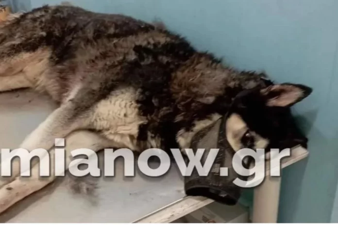 Αράχωβα: Σημαντικές εξελίξεις – Έδειξαν βίντεο του χάσκι στον ιδιοκτήτη του