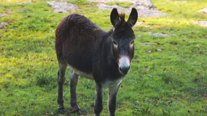 Πρέβεζα: Γαϊδουράκι σκοτώθηκε σε τροχαίο και συνελήφθη ο ιδιοκτήτης του