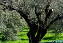 Ηράκλειο: Βρήκε αγνώστους να μαζεύουν τις ελιές από το χωράφι της αδελφής της - Μόλις την είδαν, έγιναν «καπνός»