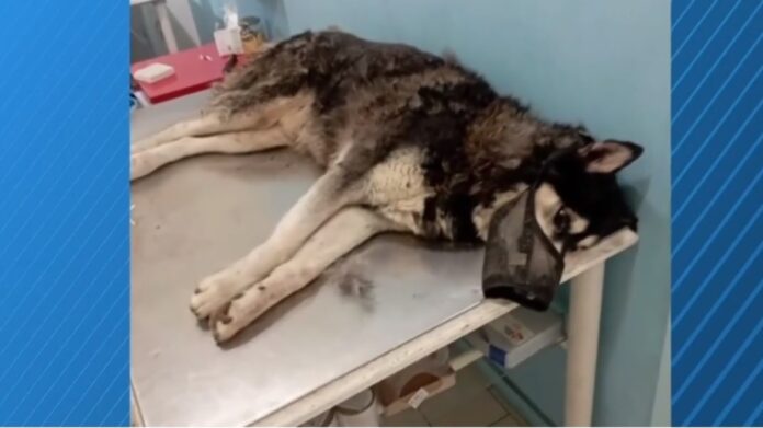 Αράχωβα: Νέα δεδομένα για τον θάνατο του Όλιβερ – Έπεσε θύμα αγέλης σκύλων