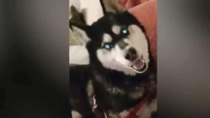 «Ήρθε κανείς να δει τις κάμερες εάν είναι ξηλωμένες;» – Ξεσπά για τις κατηγορίες συγκάλυψης η ιδιοκτήτρια ταβέρνας στην Αράχωβα