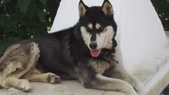 Αράχωβα – Επιμένει η πλευρά της πρώτης κτηνιάτρου που εξέτασε το χάσκι: Μόνο άνθρωπος μπορεί να προκαλέσει αυτό που συνέβη στον Όλιβερ