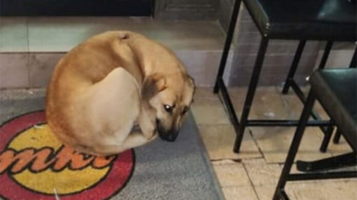 Θεσσαλονίκη: Αλλοδαπός επιτέθηκε και μαχαίρωσε αδέσποτο σκυλί στη Θέρμη (φωτο)