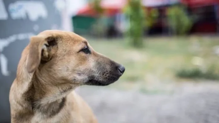 Αιτωλοακαρνανία: 51χρονος κατηγορείται πως πυροβόλησε και σκότωσε τα τρία σκυλιά του
