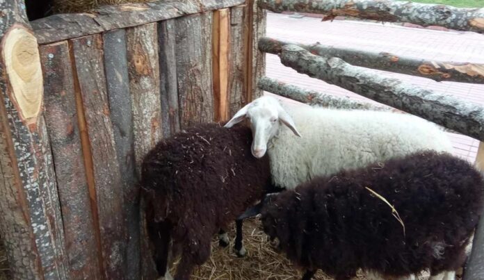 Βόλος: Παρέμβαση Εισαγγελέα για τα αληθινά ζώα στις δύο φάτνες