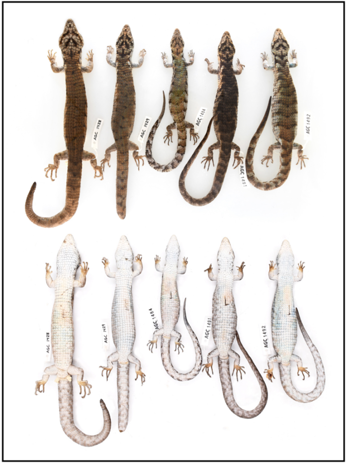 Νέο είδος «ασυνήθιστα μεγάλης» σαύρας που μοιάζει με αλιγάτορα ανακαλύφθηκε σε κορυφές δέντρων