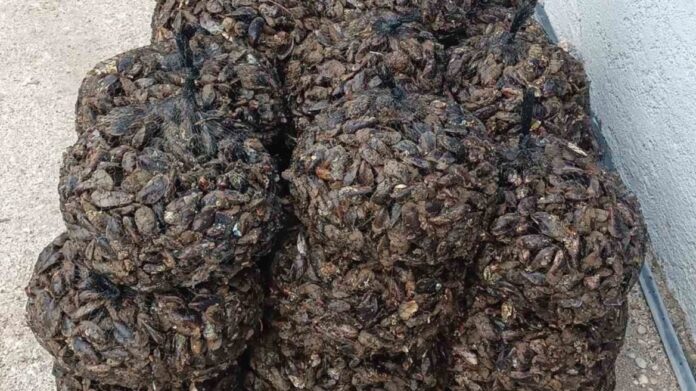 Λέσβος: Θα πωλούσαν μισό τόνο ακατάλληλα όστρακα