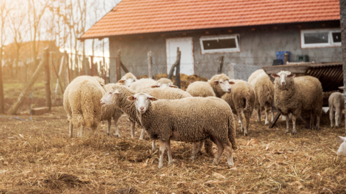 Οπλοστάσιο με Καλάσνικοφ στο μαντρί κτηνοτρόφου στο Ηράκλειο