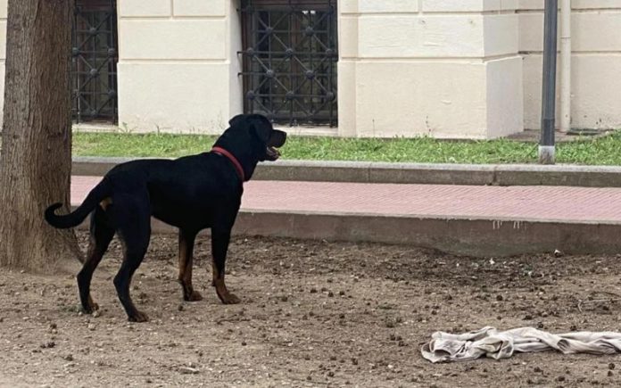 Θεσσαλονίκη: Ροτβάιλερ επιτέθηκε σε φοιτητές στο ΑΠΘ και τους έσκισε τα ρούχα
