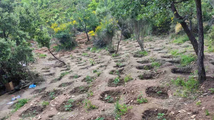 Σεκιουριτάς σε σπείρα που καλλιεργούσε φυτεία με 1.061 χασισόδεντρα στην Εύβοια