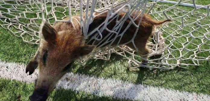 Θεσσαλονίκη: Μικρό αγριογούρουνο μπλέχτηκε στα δίχτυα τέρματος ποδοσφαίρου – (VIDEO-ΦΩΤΟ)