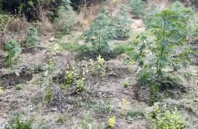 Ημαθία: Καλλιεργούσε σε αγροτική περιοχή 70 δενδρύλλια κάνναβής και συνελήφθη (φωτο & video)