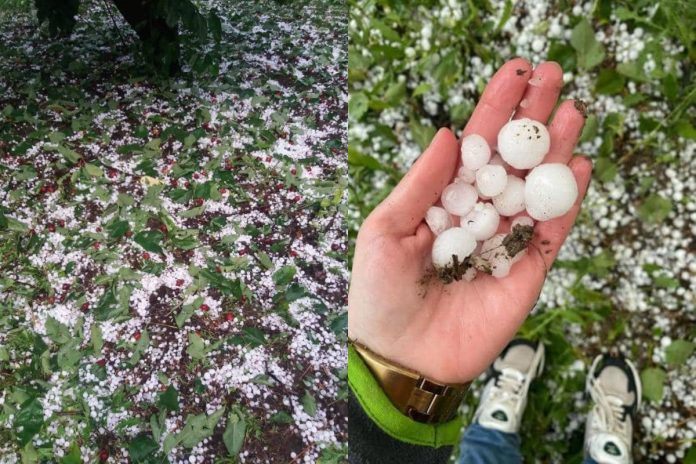 Πέλλα: Καταστροφές σε καλλιέργειες από το χαλάζι (φωτο)