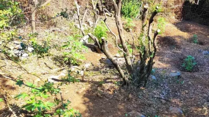 Ξήλωσαν δύο φυτείες με 47 δενδρύλλια κάνναβης στο Ρέθυμνο