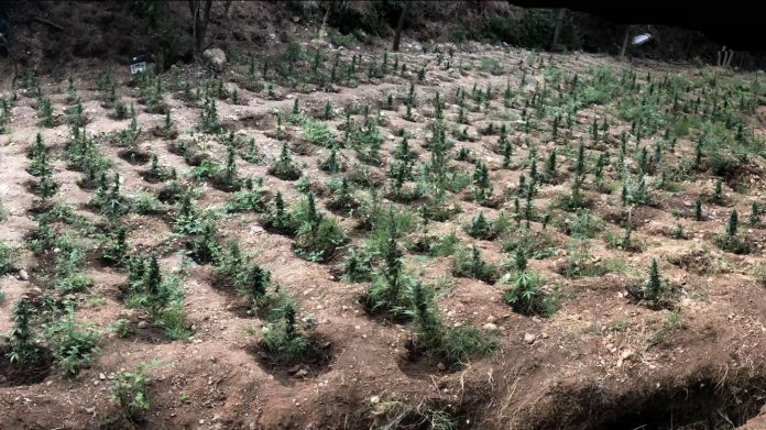 Κρήτη: Δύο αδέρφια είχαν στήσει εργαστήριο υδροπονικής καλλιέργειας χασίς