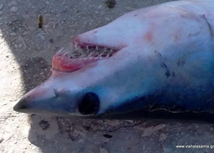 Έπιασαν νεαρό λευκό καρχαρία στο Πόρτο Λάφια Εύβοιας