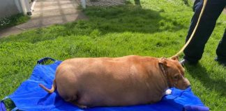 Δύο μήνες στη φυλακή Νεοζηλανδή γιατί υπερσίτισε τον σκύλο της μέχρι θανάτου